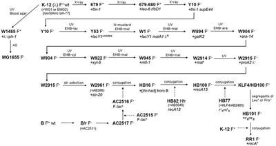 Unveiling the <mark class="highlighted">Hybrid Genome</mark> Structure of Escherichia coli RR1 (HB101 RecA+)